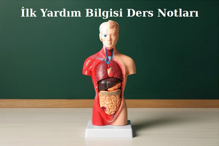 Ehliyet Sınavı için İlk Yardım Bilgisi Ders Notları